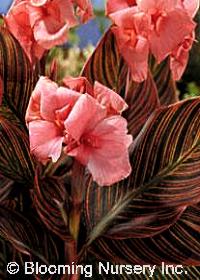 Canna 'Pink Sunburst'